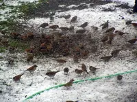 22-12-11-Vögel-13.webp