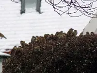 22-12-11-Vögel-14.webp