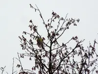 22-12-11-Vögel-02.webp