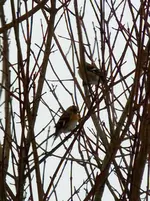 22-12-11-Vögel-04.webp