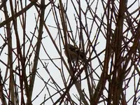 22-12-11-Vögel-05.webp
