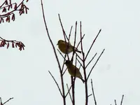 22-12-11-Vögel-06.webp