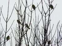 22-12-11-Vögel-07.webp