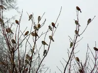 22-12-11-Vögel-09.webp
