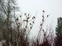22-12-11-Vögel-10.webp