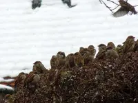 22-12-11-Vögel-12.webp
