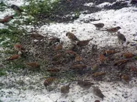 22-12-11-Vögel-11.webp