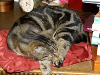 livia16.webp