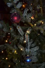 mein Baum.webp