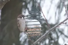 spatz.webp