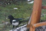 2011_1223winter0008.jpg