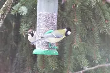 spatz u. meise.webp