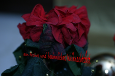 IMG_1558aa mit Weihnachtsgrüeßn.webp