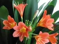 Bild 022.webp
