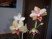Kopie von PICT0099.webp