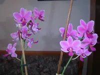 Kopie von PICT0105.webp