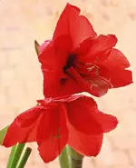 rote Amaryllis.webp