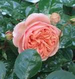 DSC03602.webp