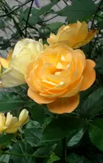 DSC03752.webp