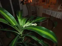 DSCF4420.webp