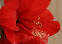 Amaryllis_final_900.webp