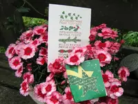 Copy of IMG_9538.webp