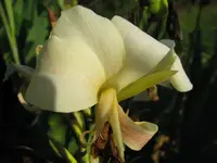 Canna 2.webp