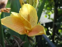 Canna 3.webp