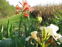 Canna Beet.webp