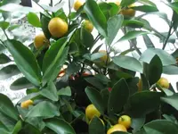 Bild 019.webp