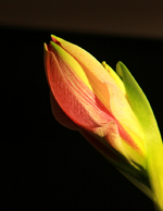 rosafarbene Amaryllis2_smaller.webp