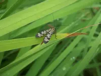 Panorpa communis (Gemeine Skorpionfliege).webp