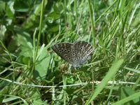 Lycaena icarus_2.webp