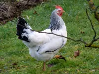 Hühner27-12-2011-4003.webp