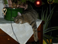 carlo unter weihnachtsbaum02.webp