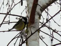 DSCN4377.webp