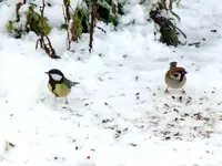 DSCN4429.webp