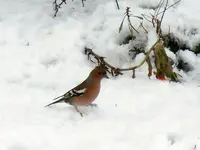 DSCN4434.webp