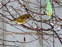 DSCN4436.webp