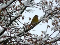 DSCN4353.webp