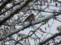 DSCN4400.webp