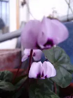 winter11 002.webp