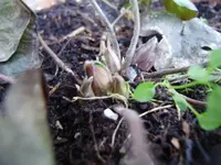 winter11 003.webp