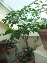 DSCF4433.webp