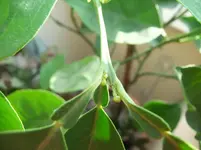 DSCF4432.webp