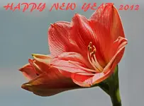 rosa Amaryllis.webp