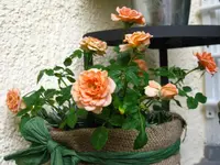 IMG_2625.webp