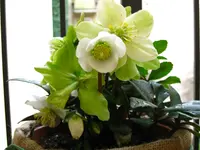 IMG_2624.webp