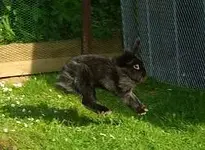 8. Murmelchen .... Toby lernt fliegen.webp