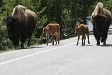 9. feiveline.... Gegenverkehr.webp